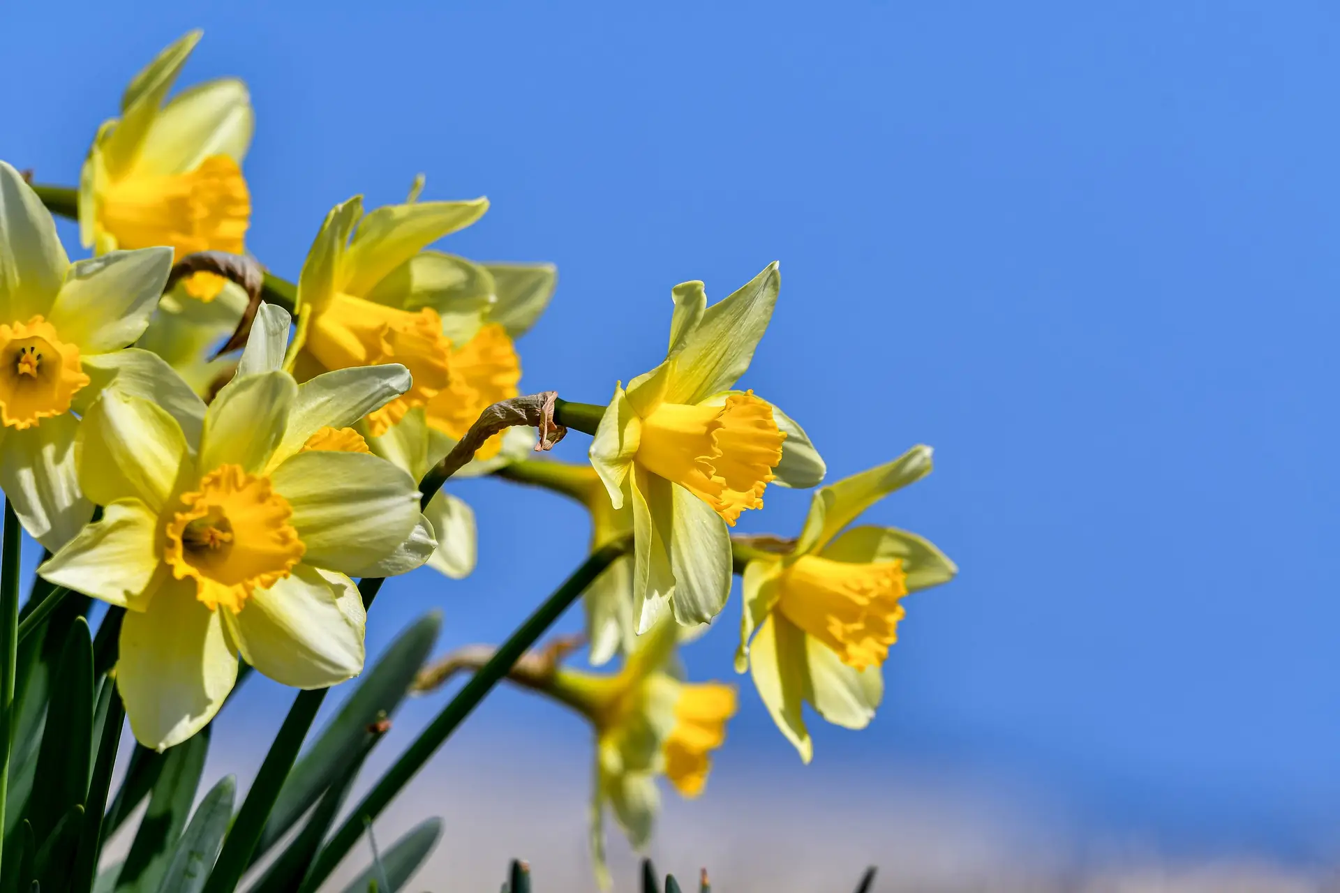 flores cor amarelo