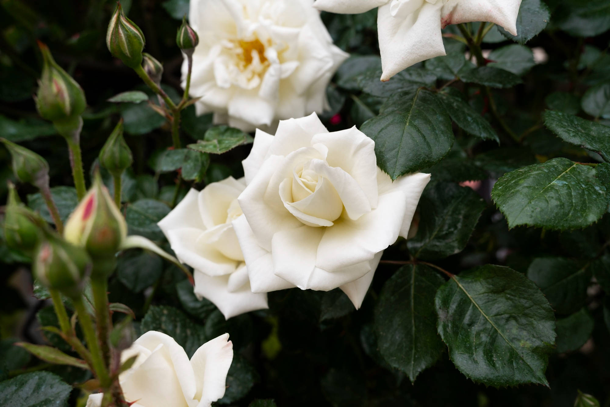 plantação de flores brancas com folhas verdes