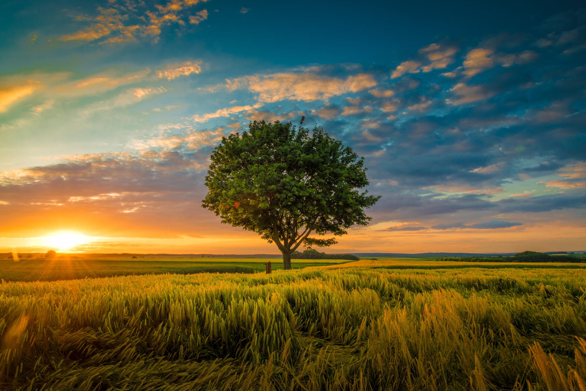 paisagem com o por do sol