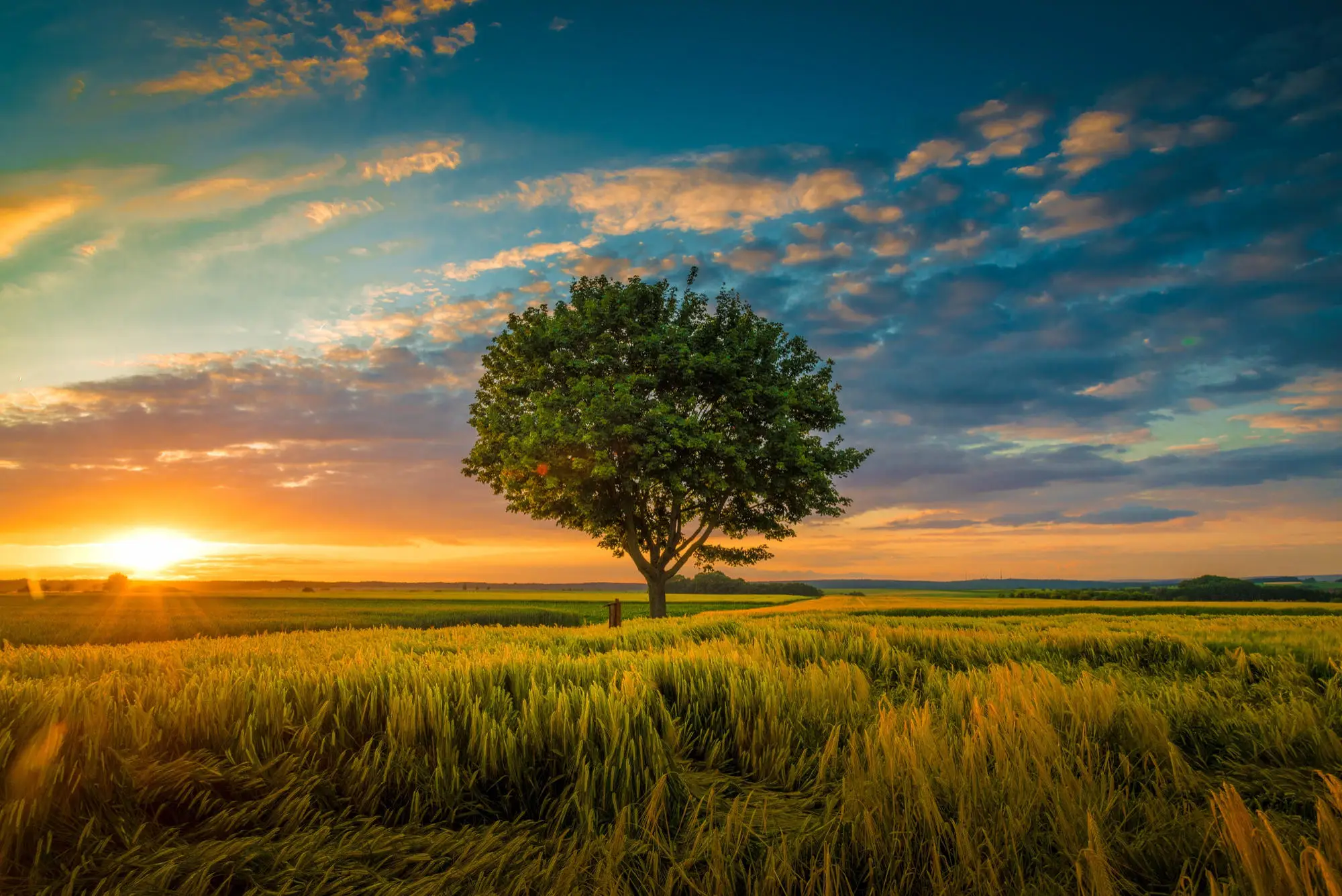 paisagem com o por do sol