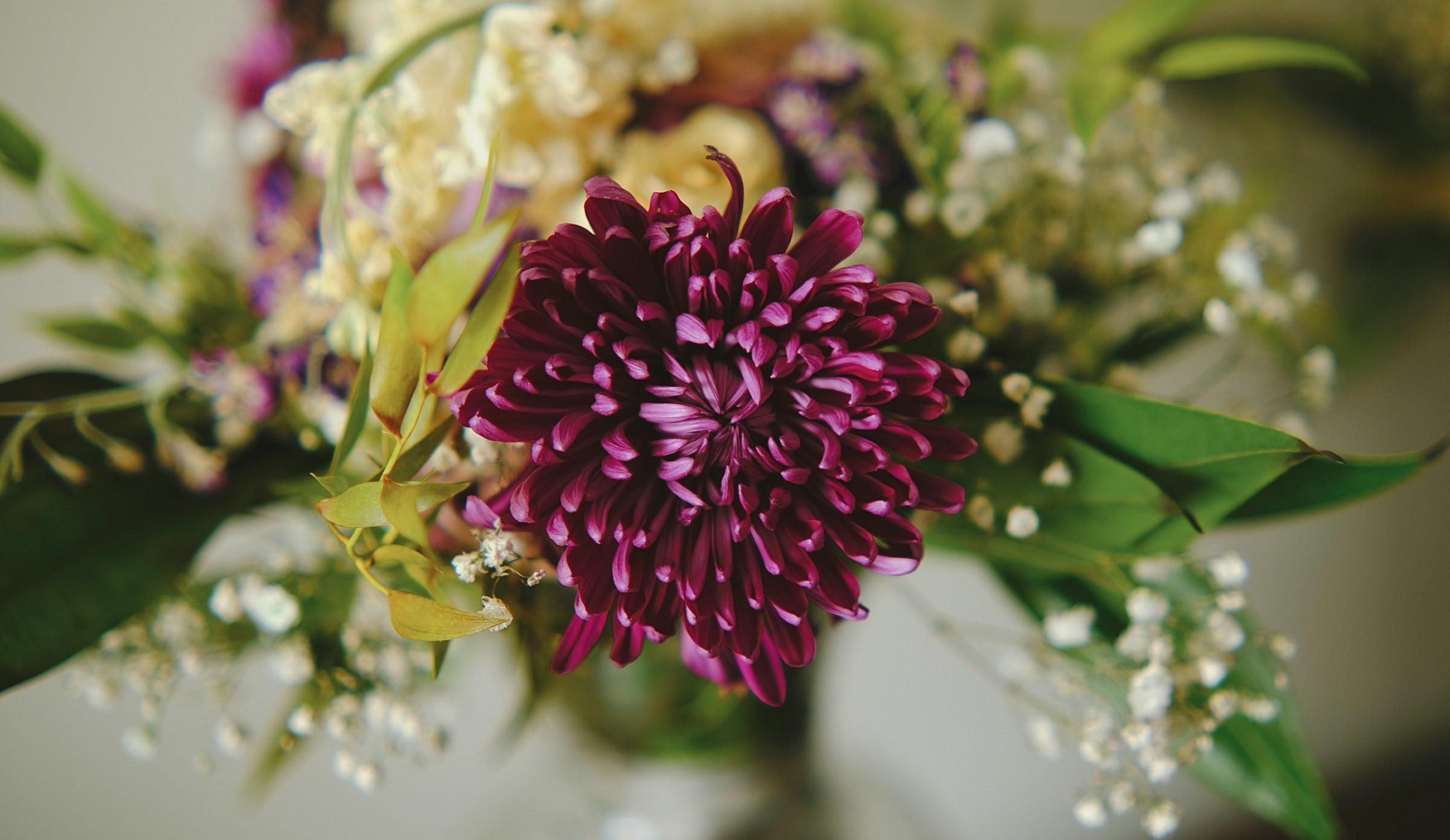 flores cor purpura